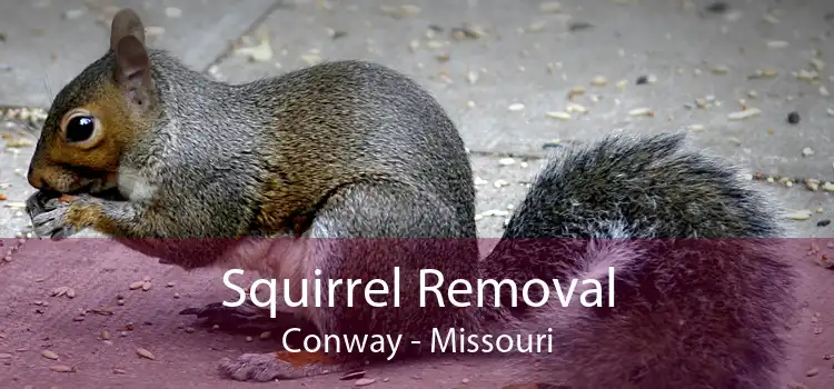 Squirrel Removal Conway - Missouri