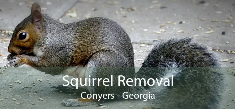 Squirrel Removal Conyers - Georgia