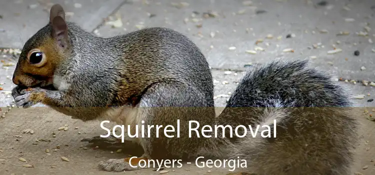 Squirrel Removal Conyers - Georgia