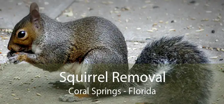 Squirrel Removal Coral Springs - Florida