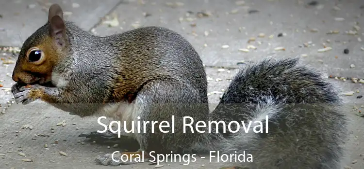 Squirrel Removal Coral Springs - Florida