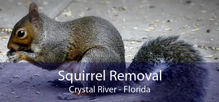 Squirrel Removal Crystal River - Florida