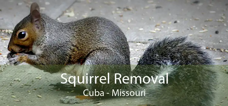 Squirrel Removal Cuba - Missouri