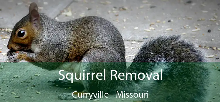 Squirrel Removal Curryville - Missouri