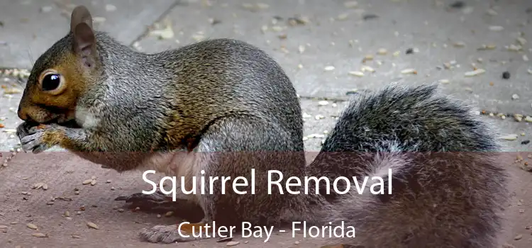 Squirrel Removal Cutler Bay - Florida