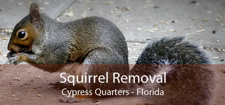 Squirrel Removal Cypress Quarters - Florida
