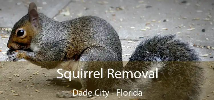 Squirrel Removal Dade City - Florida