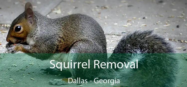 Squirrel Removal Dallas - Georgia