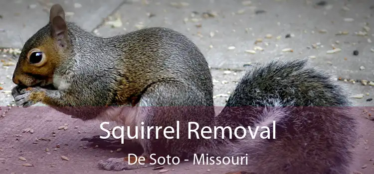 Squirrel Removal De Soto - Missouri