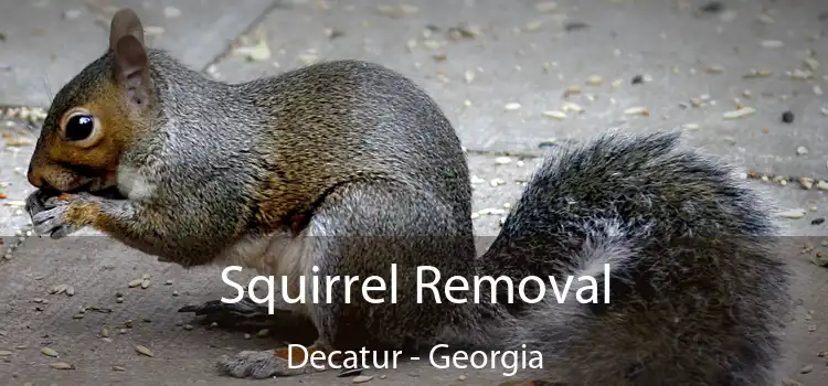 Squirrel Removal Decatur - Georgia