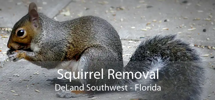 Squirrel Removal DeLand Southwest - Florida