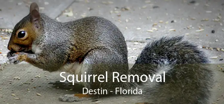 Squirrel Removal Destin - Florida