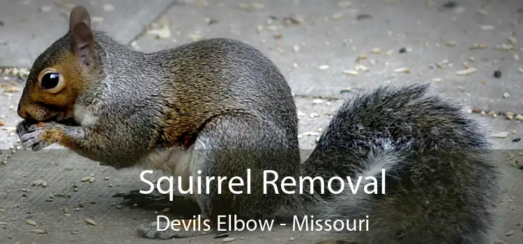 Squirrel Removal Devils Elbow - Missouri