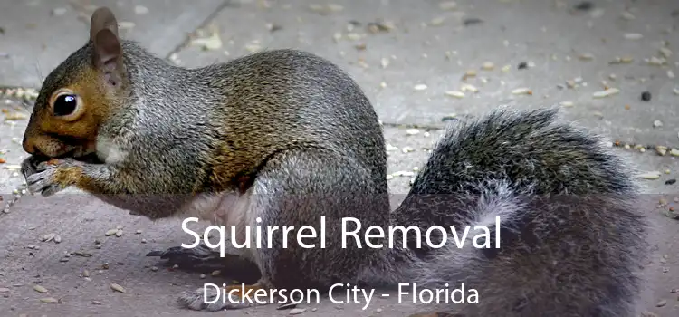 Squirrel Removal Dickerson City - Florida