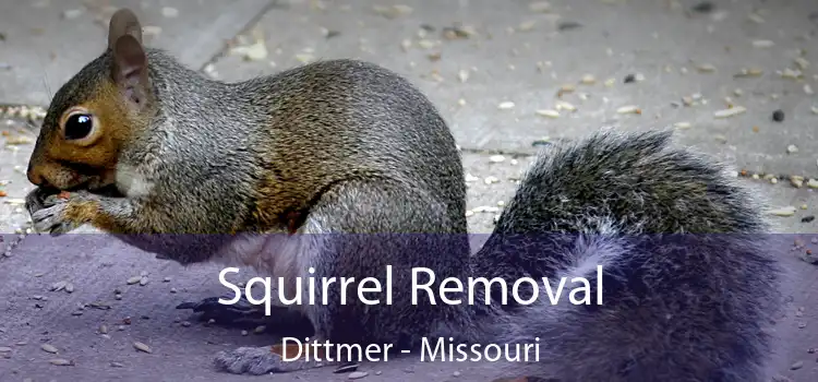 Squirrel Removal Dittmer - Missouri