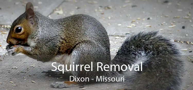 Squirrel Removal Dixon - Missouri