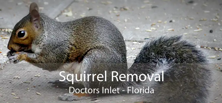 Squirrel Removal Doctors Inlet - Florida