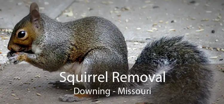 Squirrel Removal Downing - Missouri