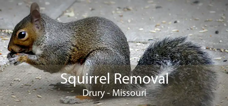 Squirrel Removal Drury - Missouri