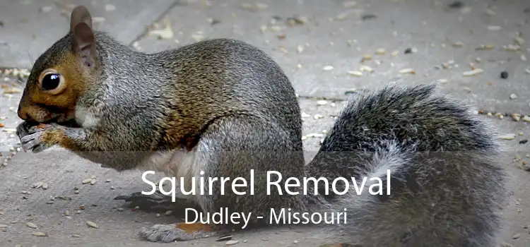 Squirrel Removal Dudley - Missouri