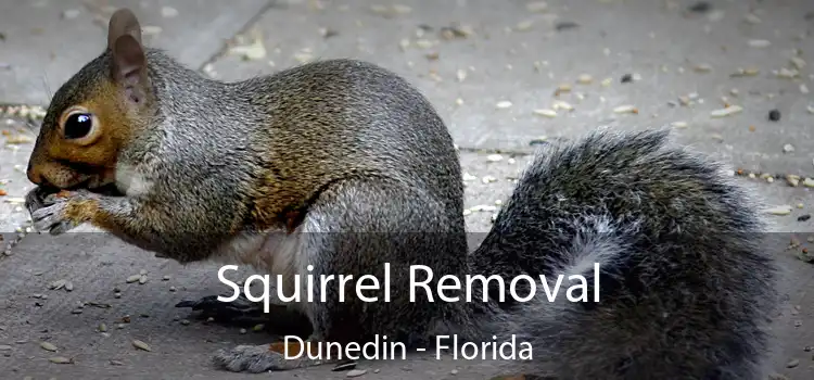 Squirrel Removal Dunedin - Florida