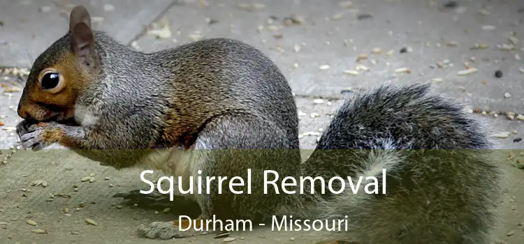 Squirrel Removal Durham - Missouri