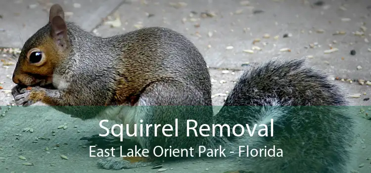 Squirrel Removal East Lake Orient Park - Florida