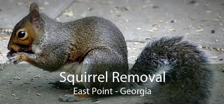 Squirrel Removal East Point - Georgia