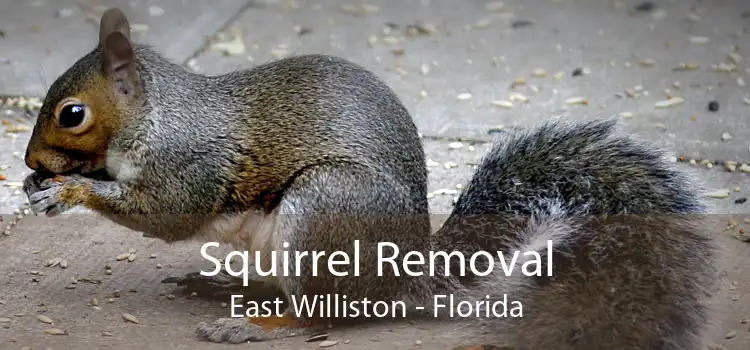 Squirrel Removal East Williston - Florida