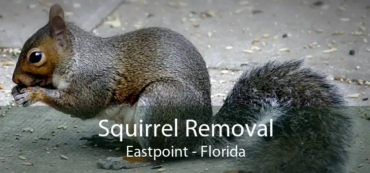 Squirrel Removal Eastpoint - Florida