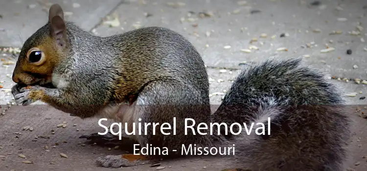 Squirrel Removal Edina - Missouri