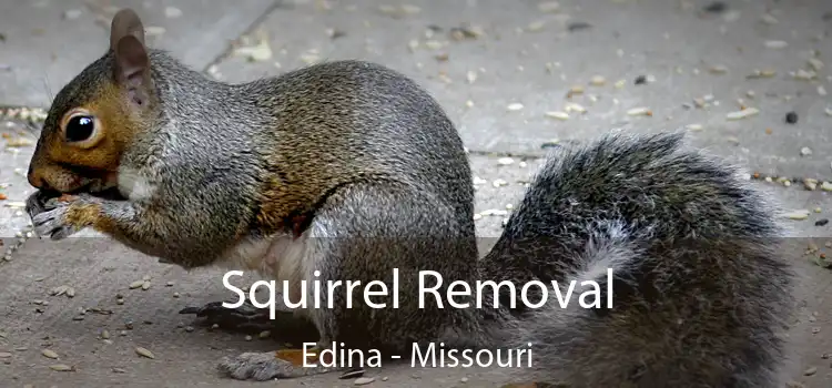 Squirrel Removal Edina - Missouri