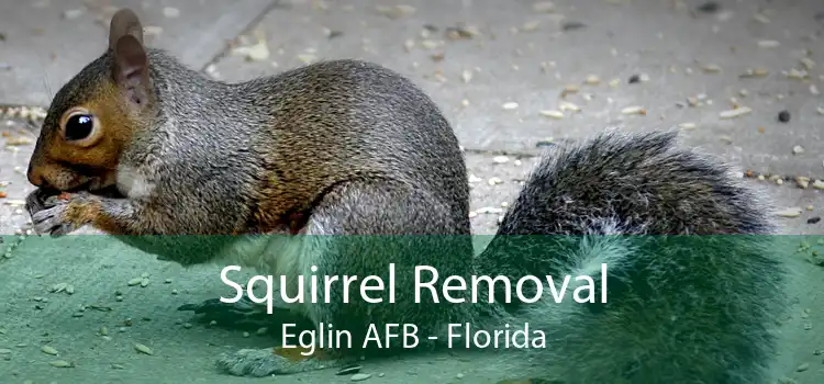 Squirrel Removal Eglin AFB - Florida