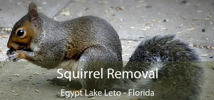 Squirrel Removal Egypt Lake Leto - Florida