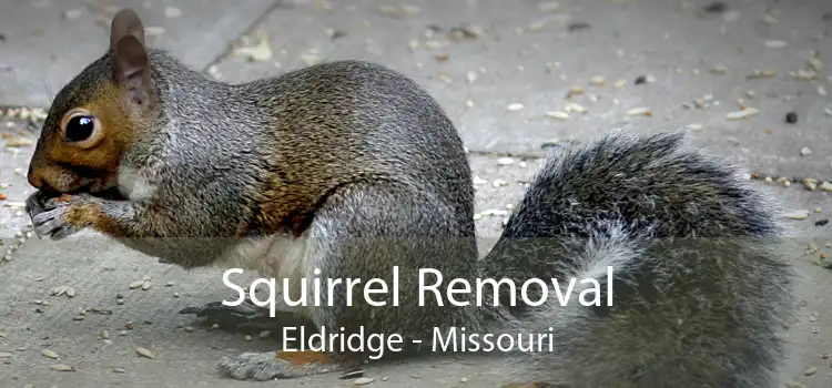 Squirrel Removal Eldridge - Missouri