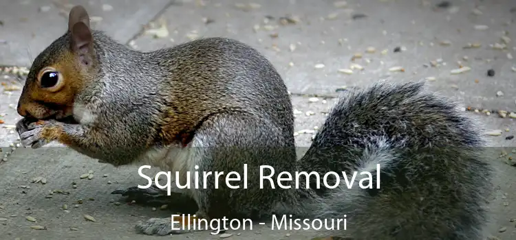 Squirrel Removal Ellington - Missouri