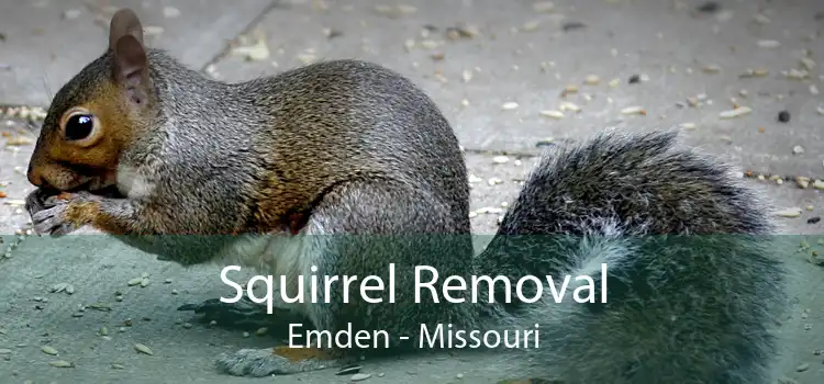Squirrel Removal Emden - Missouri