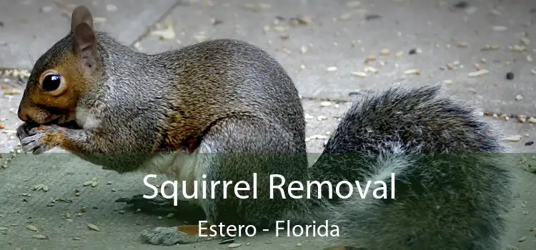 Squirrel Removal Estero - Florida