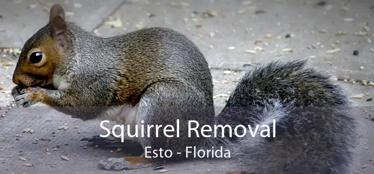 Squirrel Removal Esto - Florida