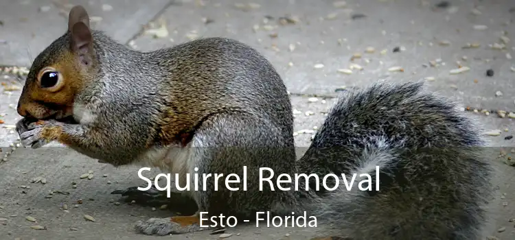 Squirrel Removal Esto - Florida