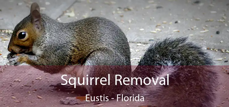 Squirrel Removal Eustis - Florida