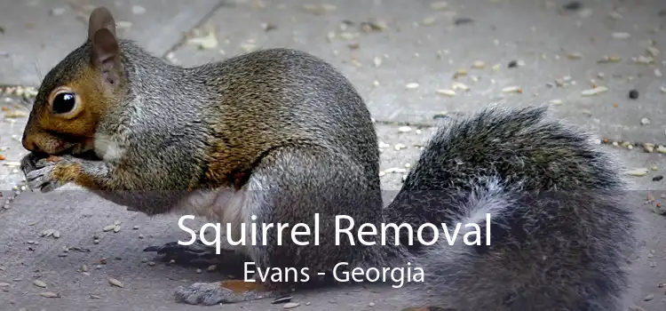 Squirrel Removal Evans - Georgia