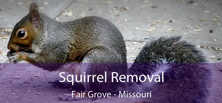 Squirrel Removal Fair Grove - Missouri