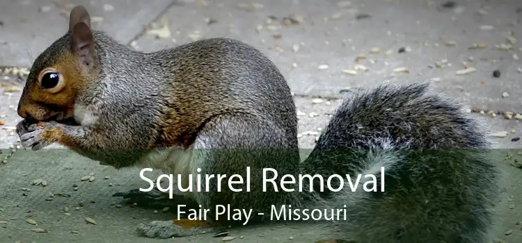 Squirrel Removal Fair Play - Missouri