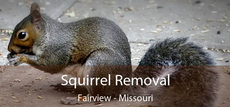 Squirrel Removal Fairview - Missouri