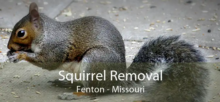 Squirrel Removal Fenton - Missouri