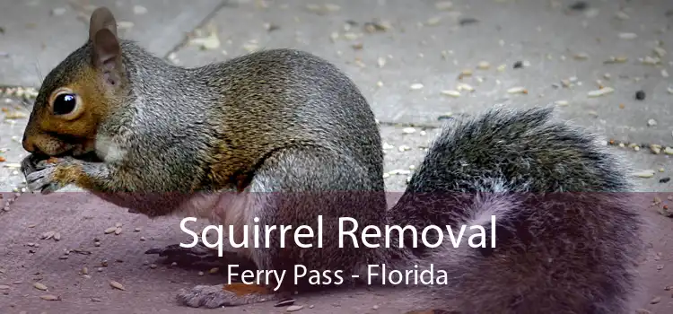 Squirrel Removal Ferry Pass - Florida
