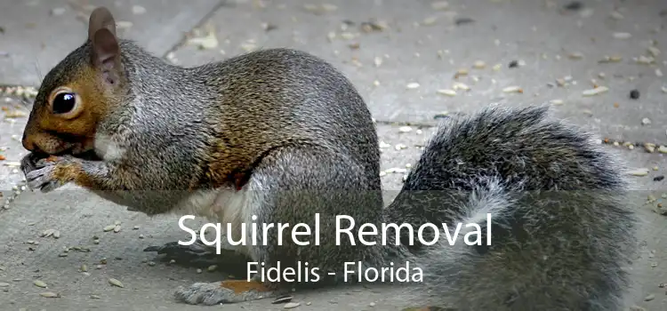 Squirrel Removal Fidelis - Florida