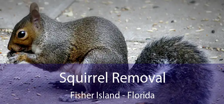 Squirrel Removal Fisher Island - Florida