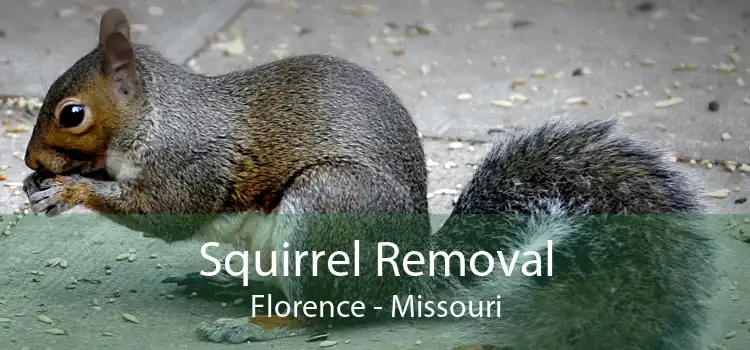 Squirrel Removal Florence - Missouri